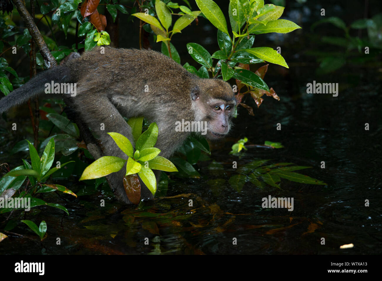Long-tailed Macaque (Macaca fascicularis) getting into the water, Tanjung Puting National Park, Borneo, Indonesia. Stock Photo