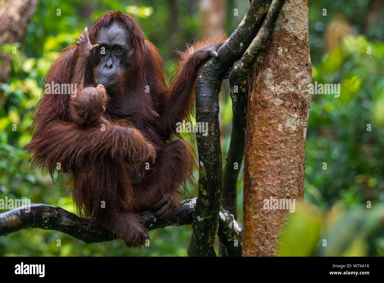 Bornean Orangutan (Pongo pygmaeus) mother kissing newborn baby up a tree, Camp Leakey, Tanjung Puting National Park, Central Kalimantan, Borneo, Indonesia. Stock Photo