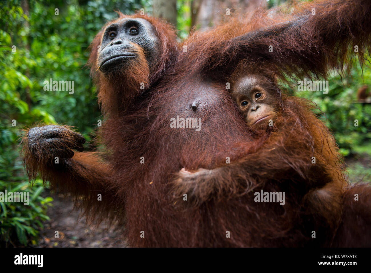Bornean Orangutan (Pongo pygmaeus) mother and newborn baby, Camp Leakey, Tanjung Puting National Park, Central Kalimantan, Borneo, Indonesia. Stock Photo