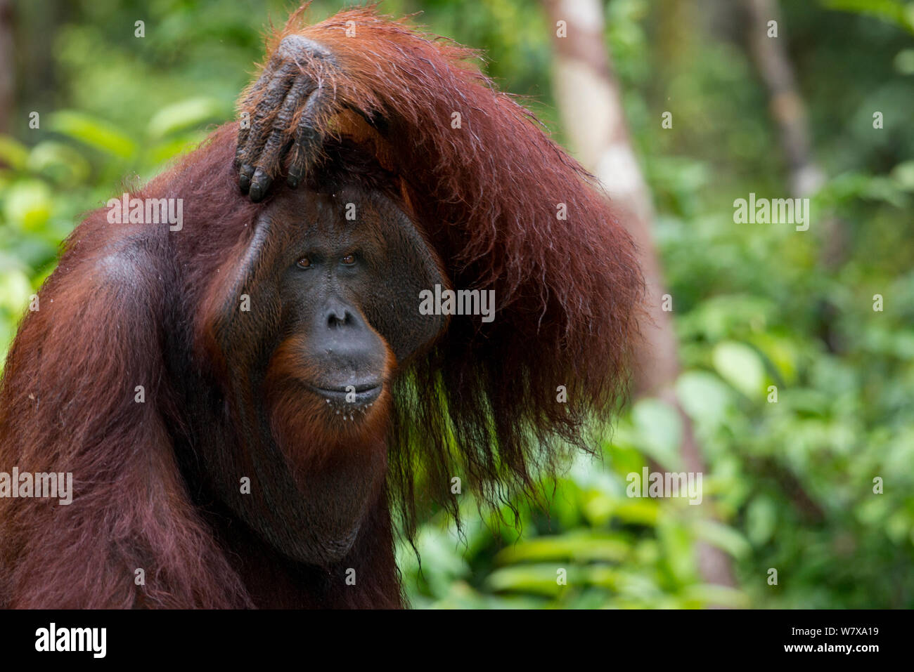 Bornean Orangutan (Pongo pygmaeus) male with hand on his head, Camp Leakey, Tanjung Puting National Park, Central Kalimantan, Borneo, Indonesia. Stock Photo
