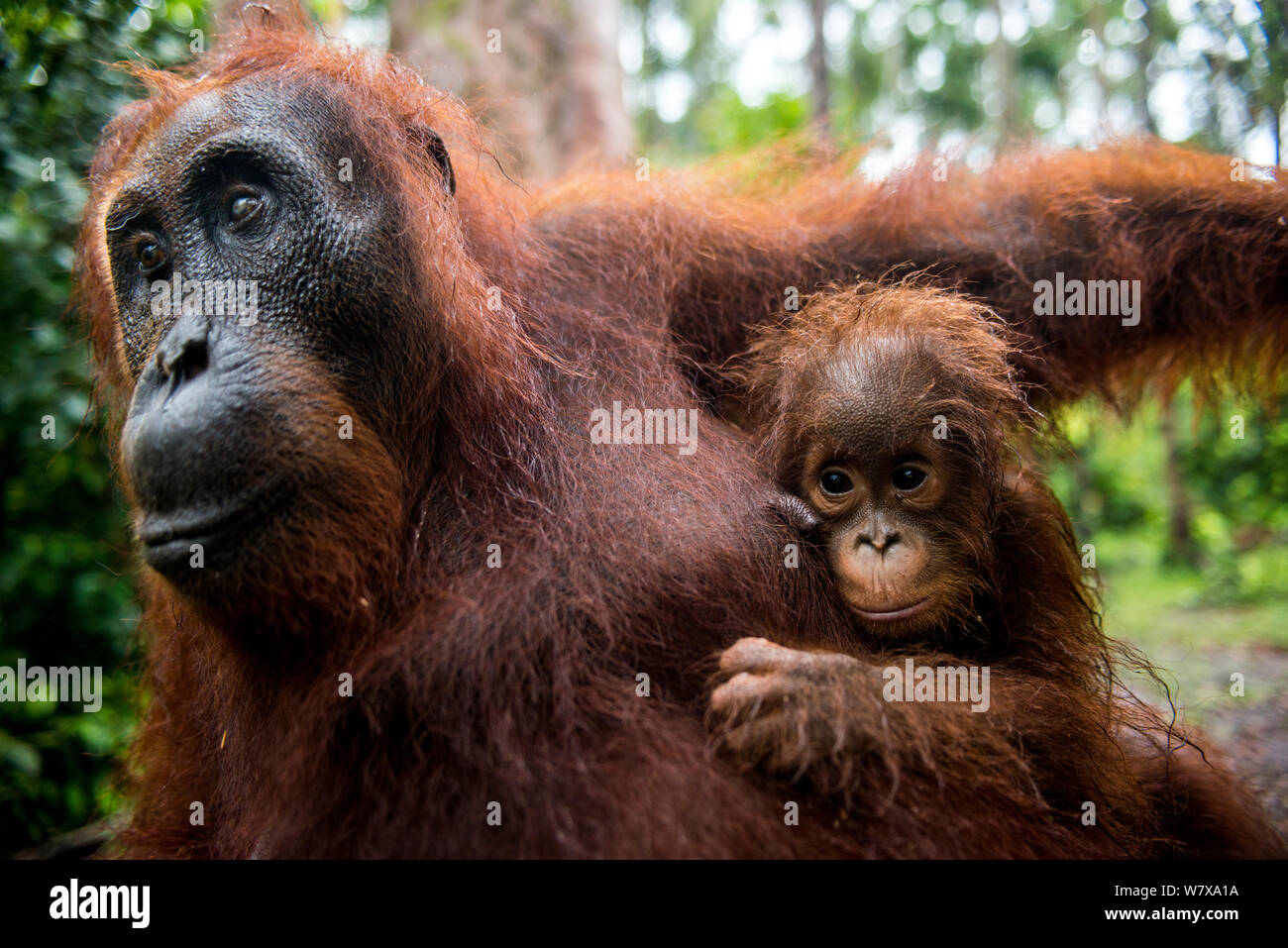 Bornean Orangutan (Pongo pygmaeus) mother and new born baby, Camp Leakey, Tanjung Puting National Park, Central Kalimantan, Borneo, Indonesia. Stock Photo