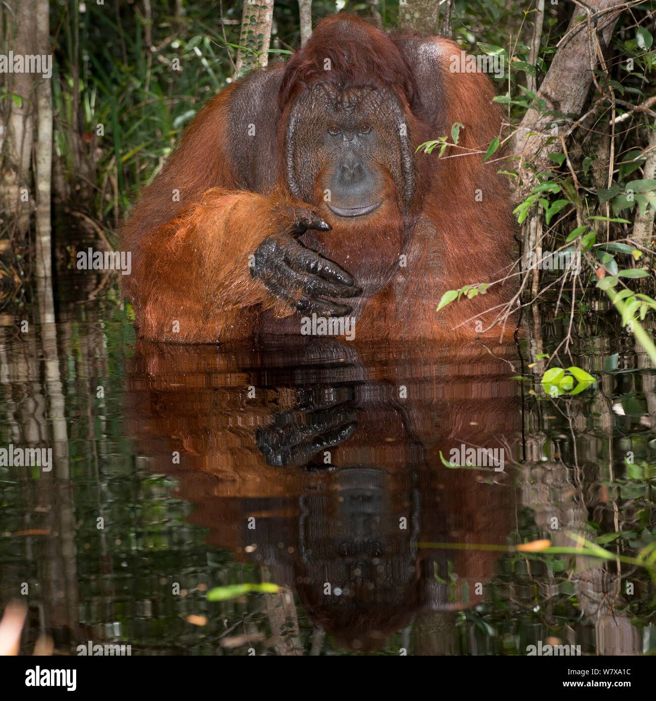 Bornean Orangutan (Pongo pygmaeus) male sitting in water about to drink, Camp Leakey, Tanjung Puting National Park, Central Kalimantan, Borneo, Indonesia. Sequence 1 of 2. Stock Photo