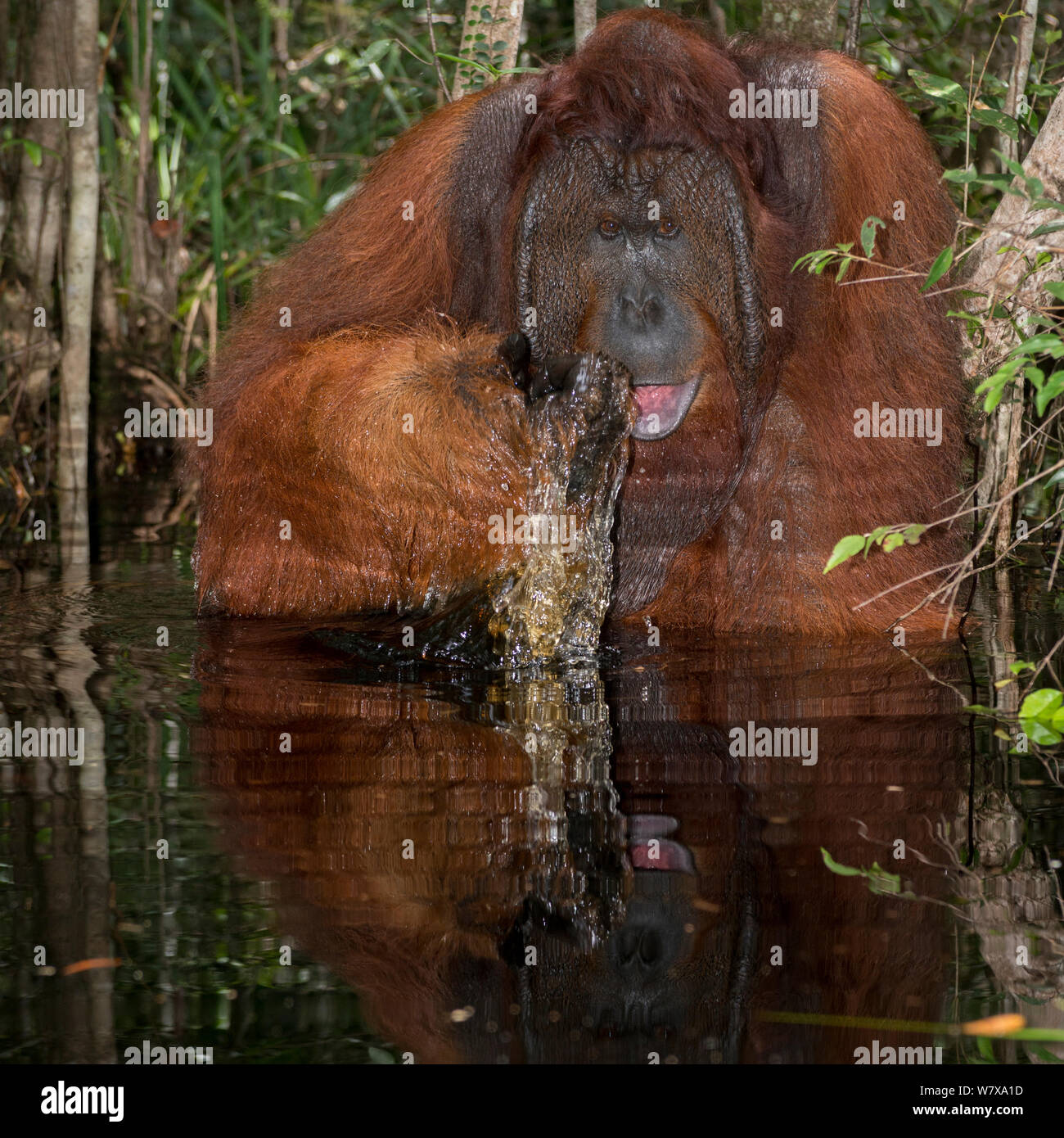 Bornean Orangutan (Pongo pygmaeus) male sitting in water, using hand to drink, Camp Leakey, Tanjung Puting National Park, Central Kalimantan, Borneo, Indonesia. Sequence 2 of 2. Stock Photo