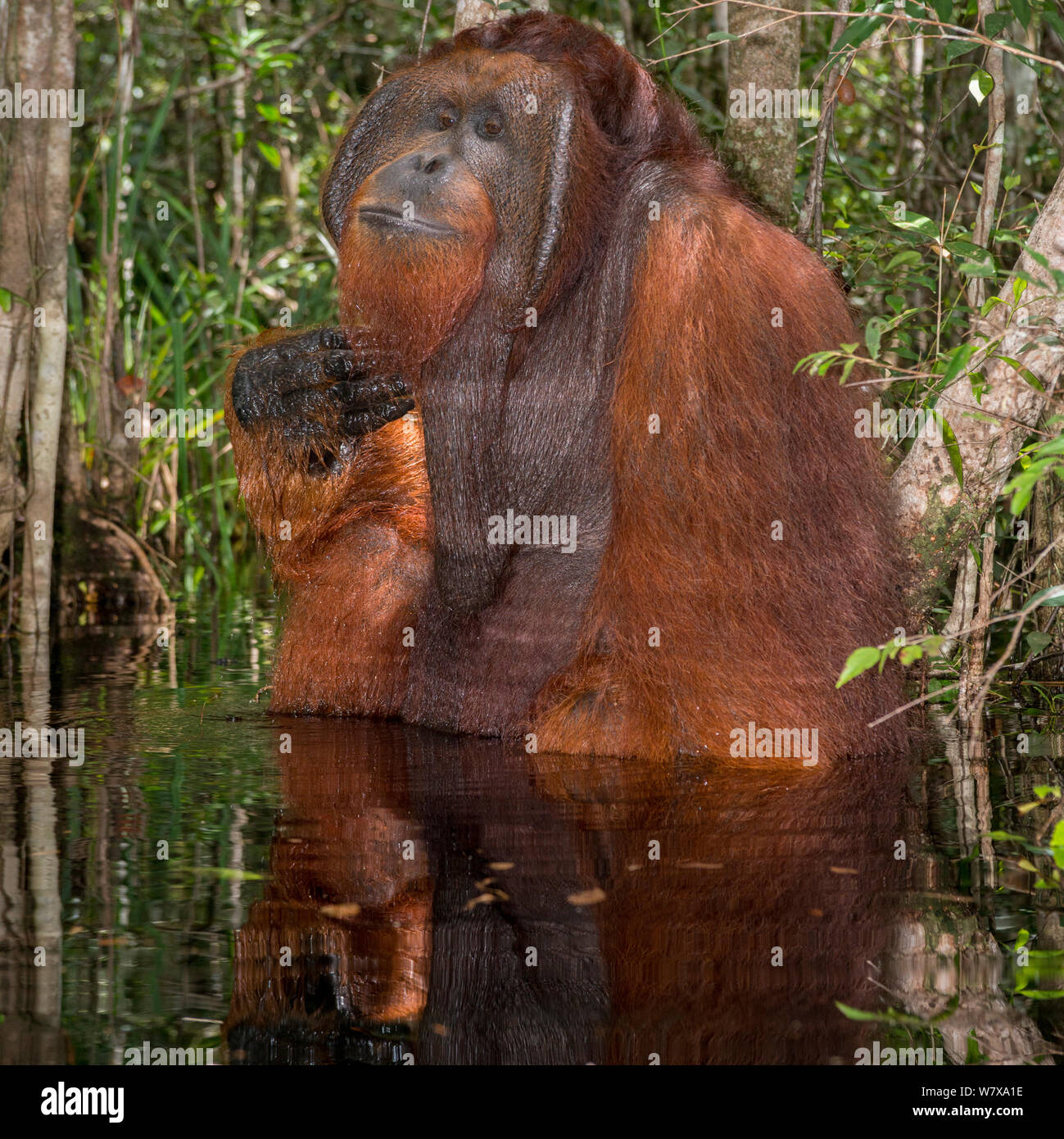 Bornean Orangutan (Pongo pygmaeus) male sitting in water and scratching his chin, Camp Leakey, Tanjung Puting National Park, Central Kalimantan, Borneo, Indonesia. Stock Photo