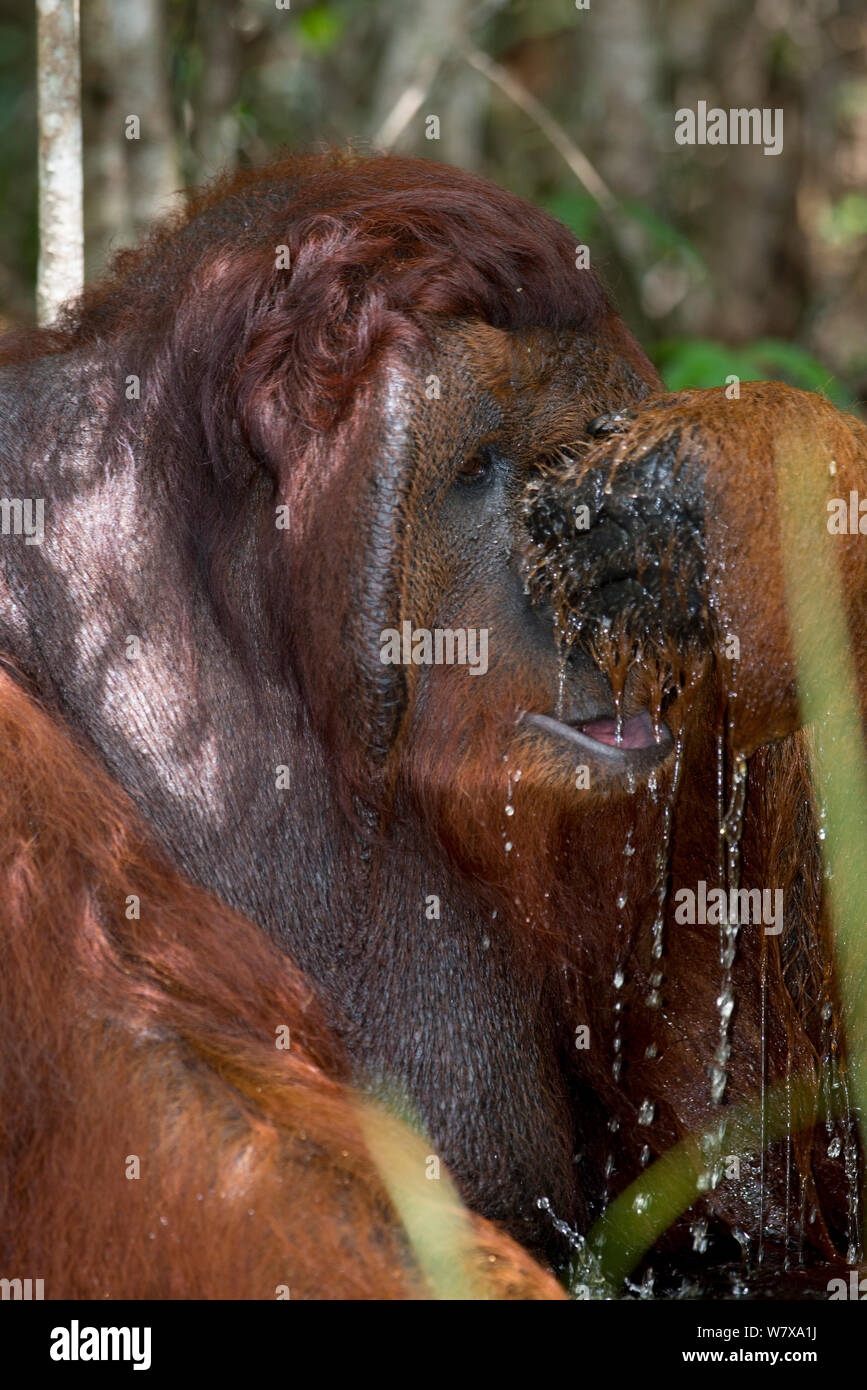Bornean Male Orangutan (Pongo pygmaeus) drinking water. Tanjung Puting National Park, Central Kalimantan, Borneo, Indonesia. Stock Photo