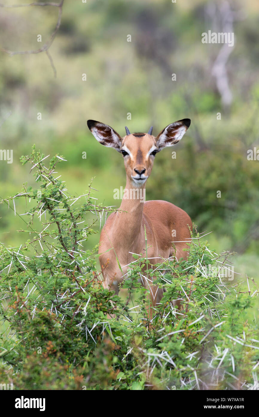 Young male impala (Aepyceros melampus) behind acacia bush, Pilanesberg game reserve, North West province, South Africa, February Stock Photo