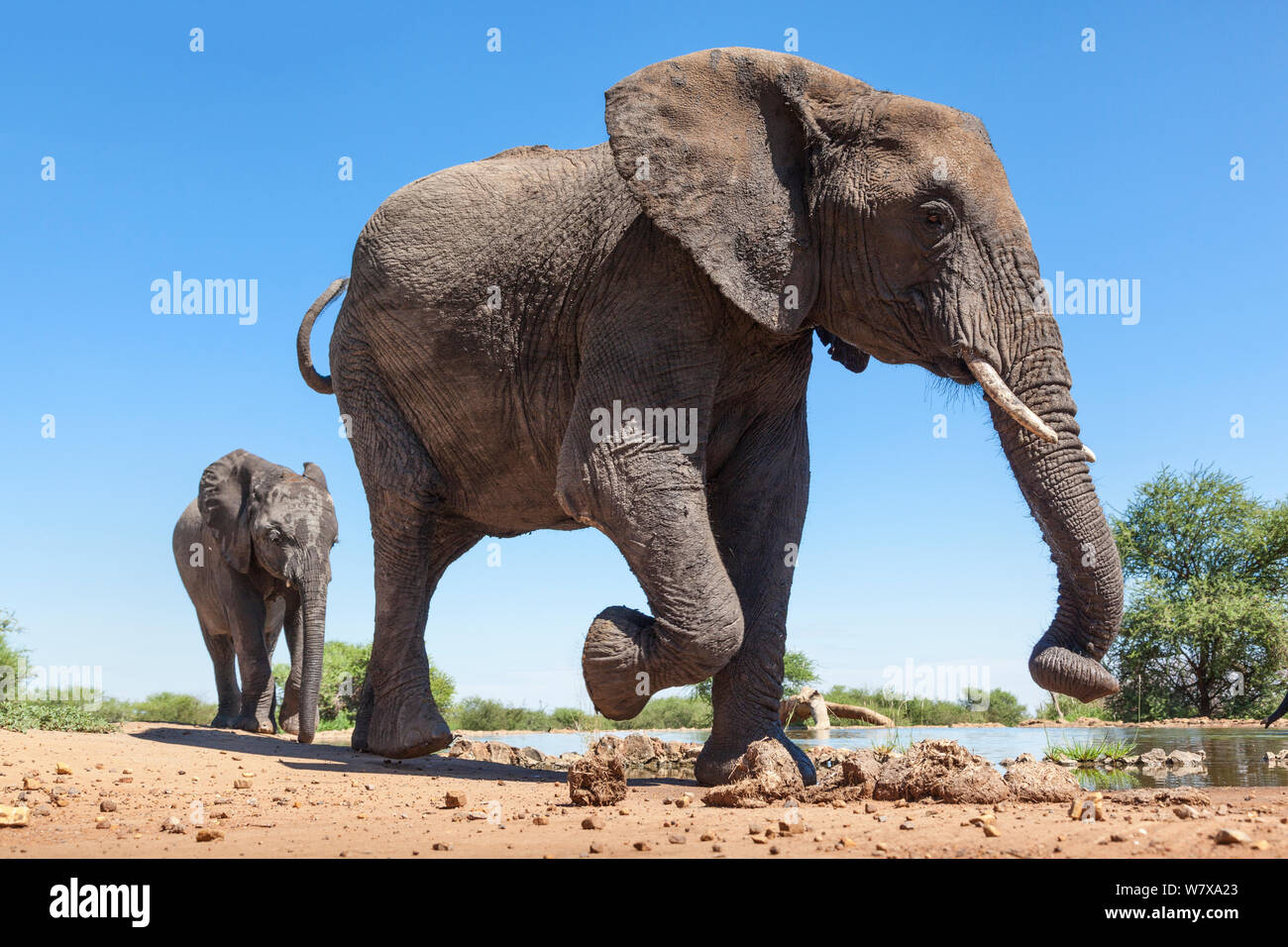African elephants (Loxodonta africana) at waterhole, Madikwe reserve, South Africa, February Stock Photo