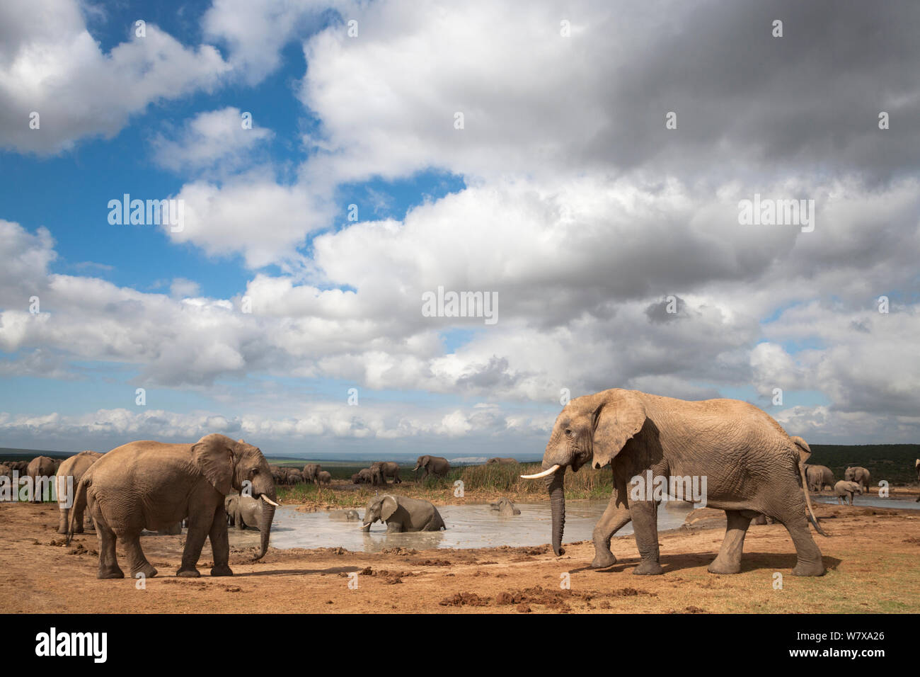 African elephants (Loxodonta africana) drinking and bathing  at Hapoor waterhole, Addo Elephant National Park, Eastern Cape, South Africa, February Stock Photo