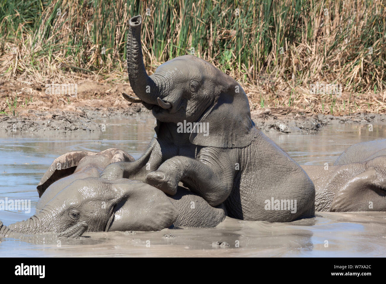 African elephants (Loxodonta africana) drinking and bathing  at Hapoor waterhole, Addo Elephant National Park, Eastern Cape, South Africa, February Stock Photo