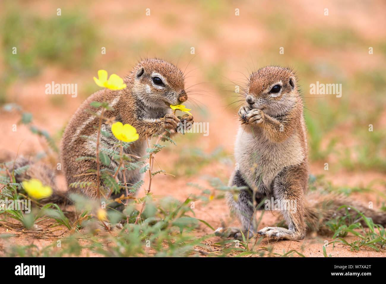 Ground squirrel (Xerus inauris) eating devil&#39;s thorn flowers (Tribulus zeyheri), Kgalagadi Transfrontier Park, Northern Cape, South Africa, February Stock Photo