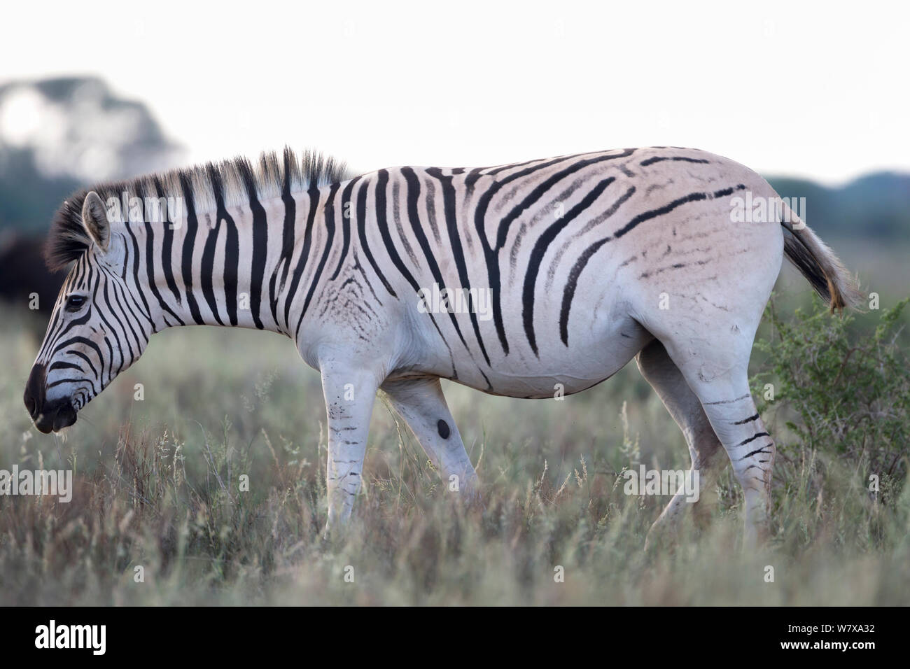 Pale rumped zebra (Equus quagga), part of the Quagga Project which aims to bring back the quagga, a sub-species of the plains zebra (Equus quagga burchelli), Mokala National Park, Northern province, South Africa, February Stock Photo