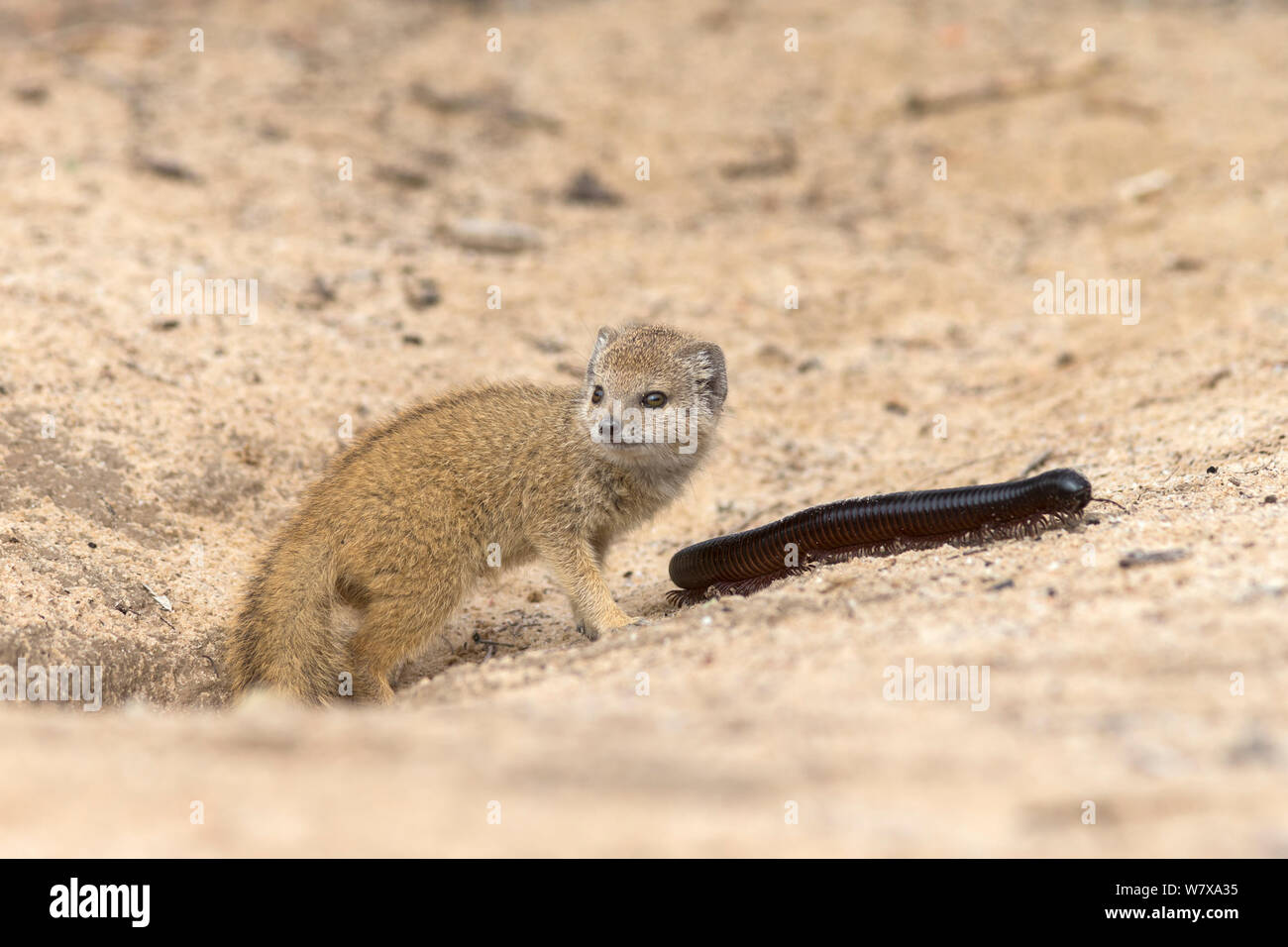 Baby yellow mongoose (Cynictis penicillata) with giant millipedes (Archispirostreptus gigas) by mongoose burrow entrance, Kgalagadi Transfrontier Park, Northern Cape, South Africa, February Stock Photo