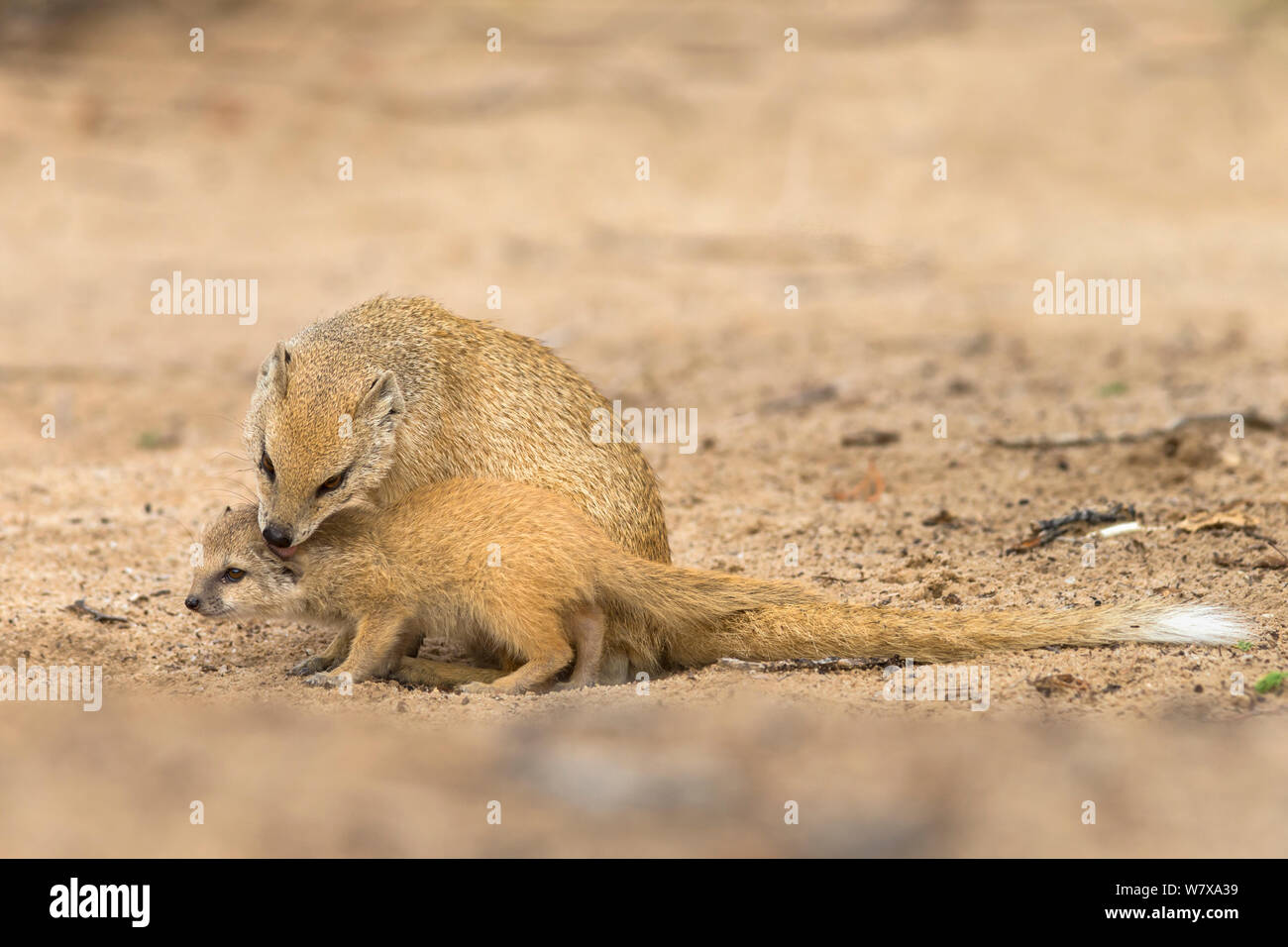 Yellow mongoose (Cynictis penicillata) adult grooming baby, Kgalagadi Transfrontier Park, South Africa, February Stock Photo