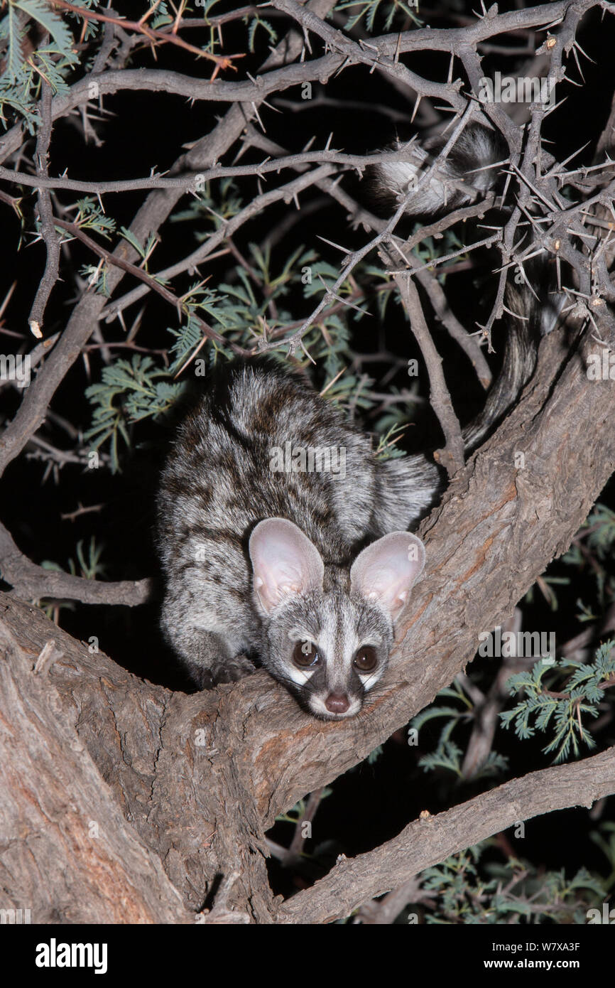 Small spotted genet (Genetta genetta) looking down from an acacia tree at night, Kgalagadi Transfrontier Park, South Africa, January Stock Photo