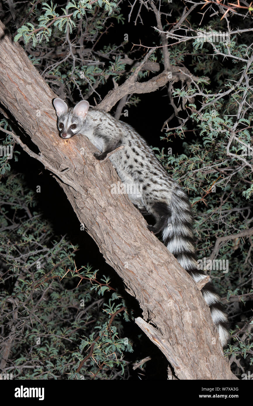 Small spotted genet (Genetta genetta) in an acacia tree, Kgalagadi Transfrontier Park, South Africa, January Stock Photo
