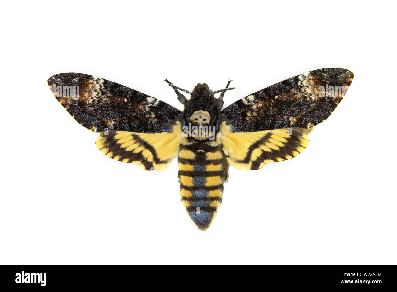 Death&#39;s head hawkmoth (Acherontia atropos), museum specimen, Tyne and Wear Archives and Museums Stock Photo
