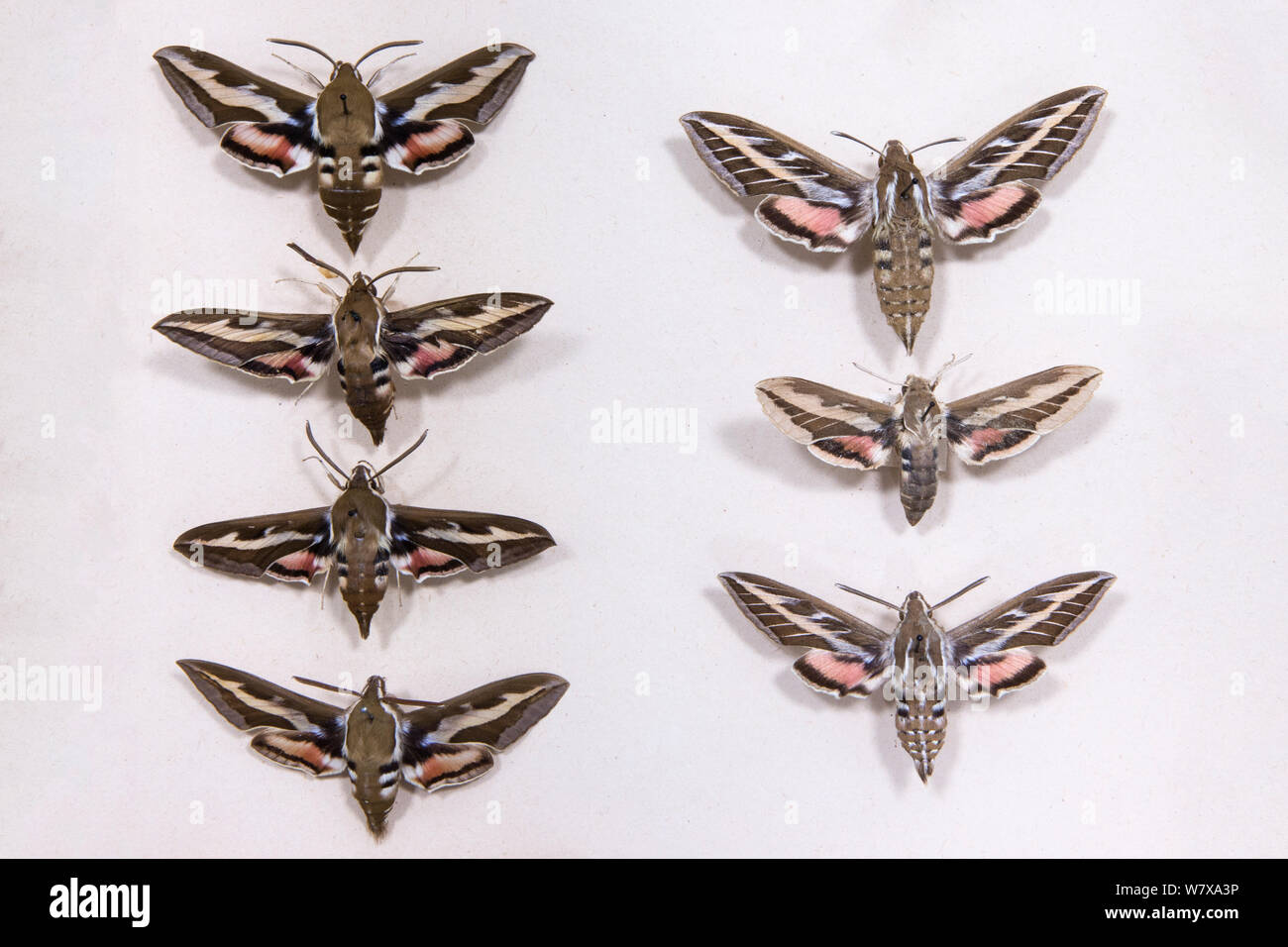 Bedstraw Hawkmoth (Hyles gallii) museum specimens showing variation in size and colouration, Tyne and Wear Archives and Museums Stock Photo