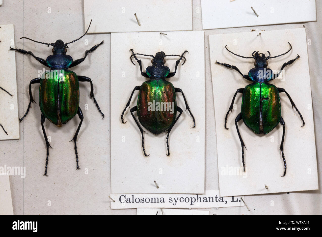 Forest caterpillar hunters (Calosoma sycophanta) museum specimens, Tyne and Wear Archives and Museums Stock Photo