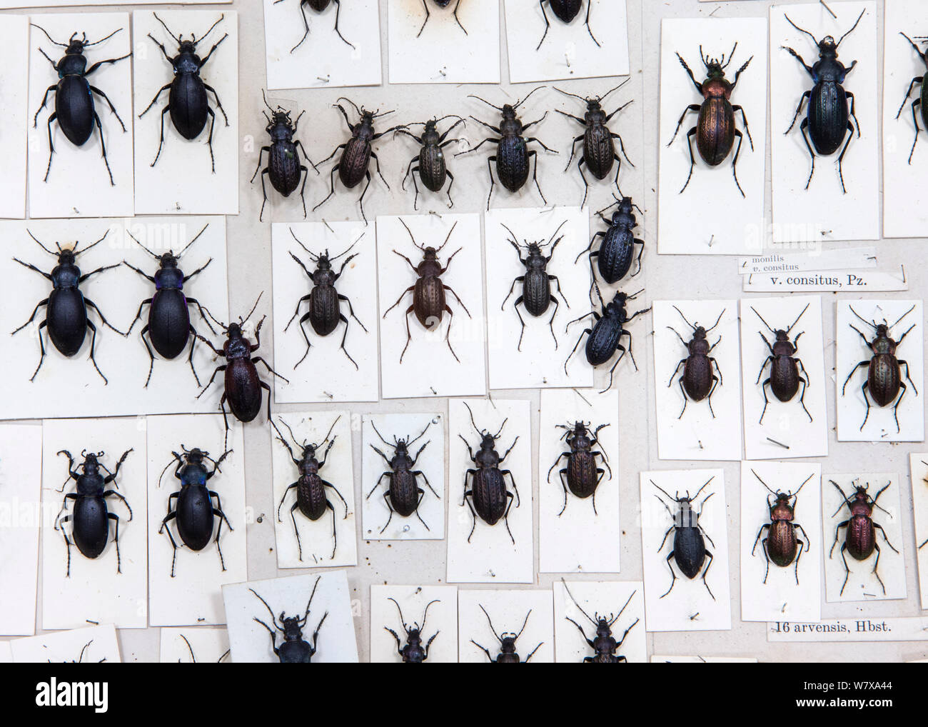 British Carabus beetles (Carabus sp) museum specimens, Tyne and Wear Archives and Museums Stock Photo