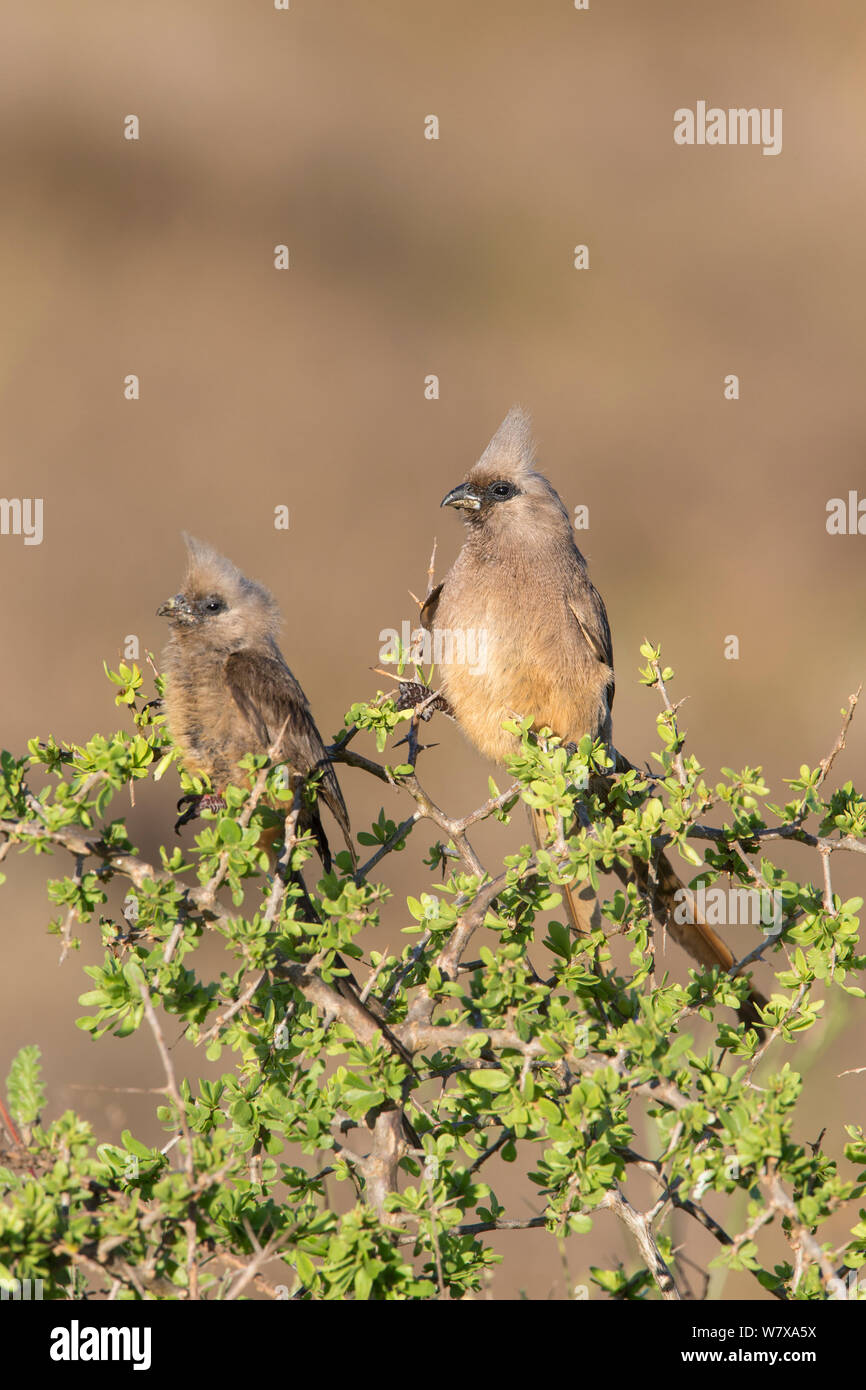 Two speckled mousebirds (Colius striatus) in acacia tree, Addo Elephant National Park, South Africa, February Stock Photo