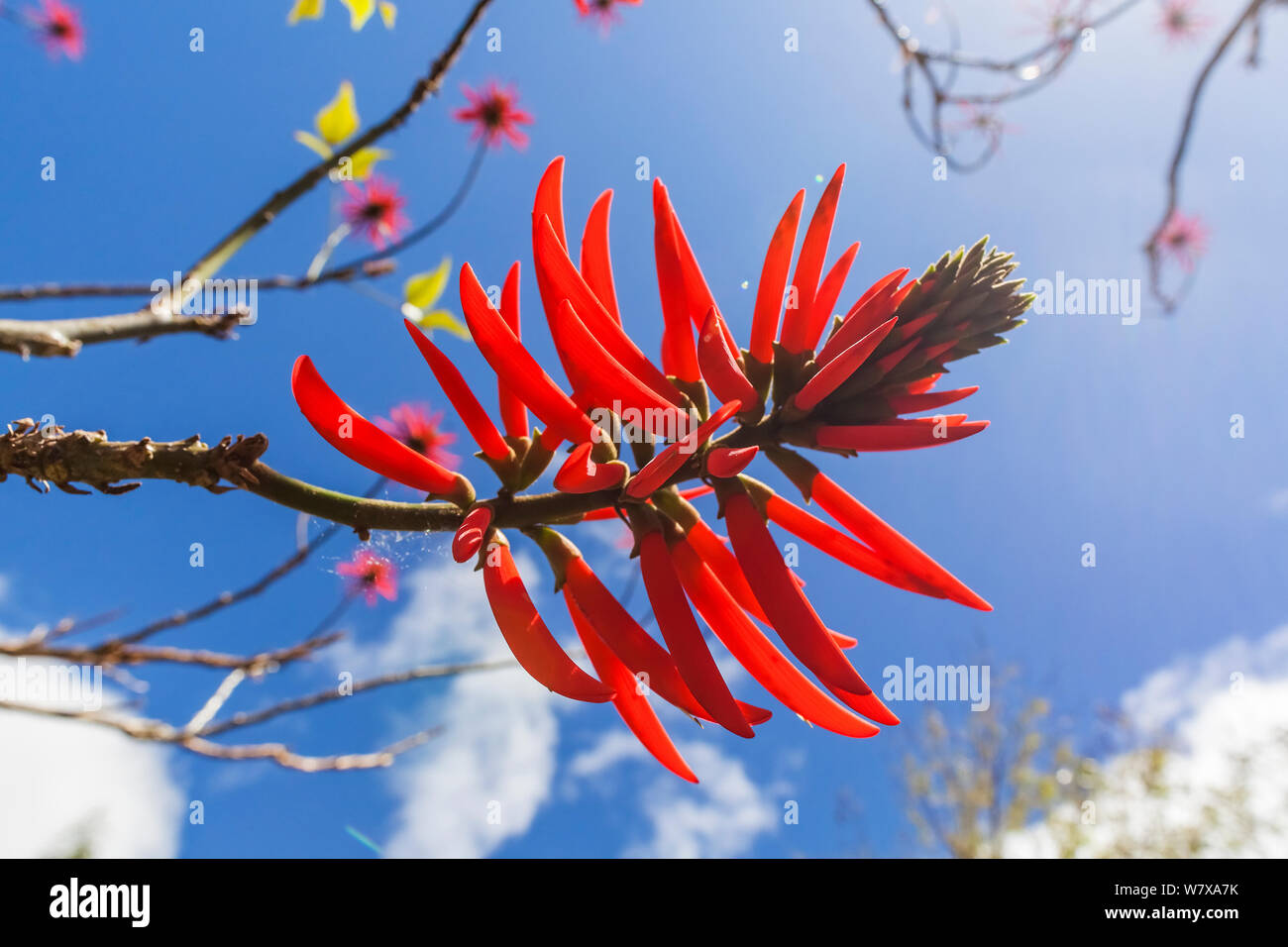 Coral tree (Erythrina speciosa) flower, Iguazu, Parana state, Brazil, September. Stock Photo