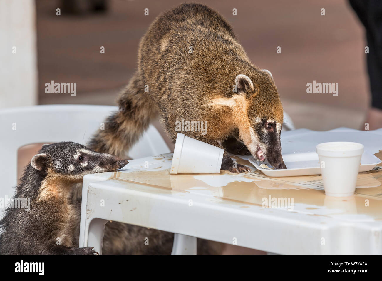 South American coatis (Nasua nasua) searching for food at tourist site. Iguazu falls, Brazil/Argentina. Stock Photo