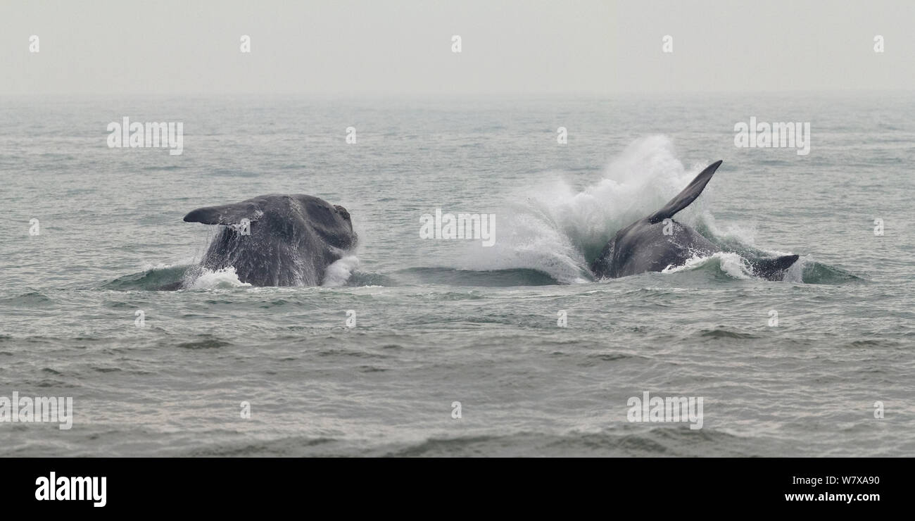 Southern right whales (Eubalaena australis) breaching, Santa Catarina, Brazil, September. Stock Photo