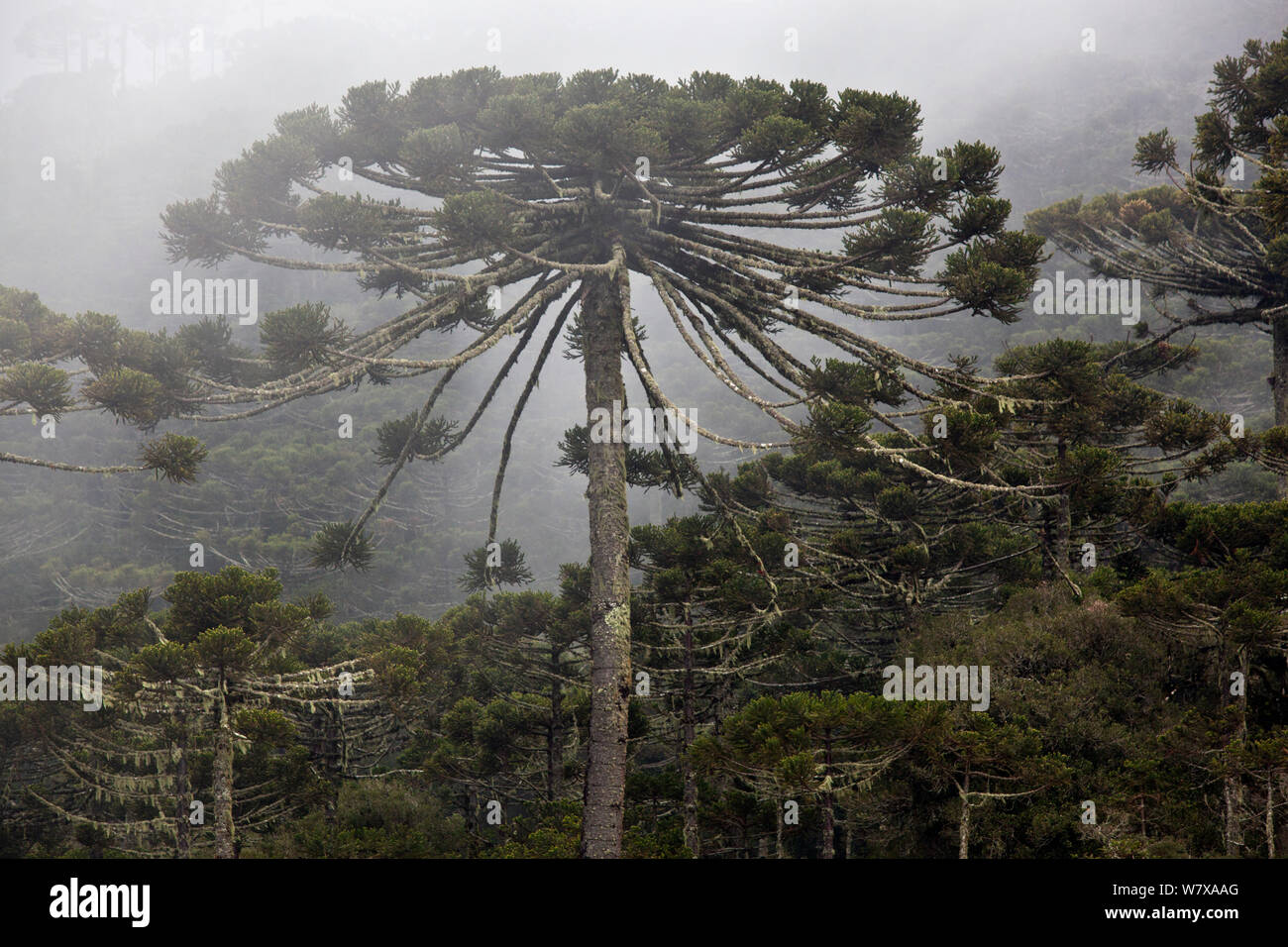 Parana pine (Araucaria angustifolia) forest, Santa Catarina, Brazil