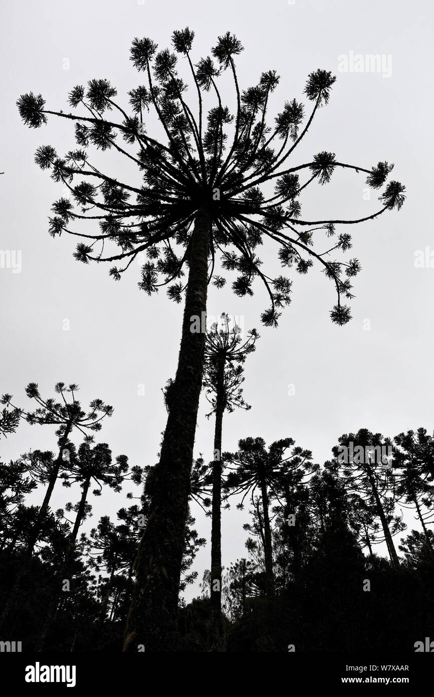 Parana pine (Araucaria angustifolia) forest, Santa Catarina, Brazil, September. Critically Endangered. Stock Photo