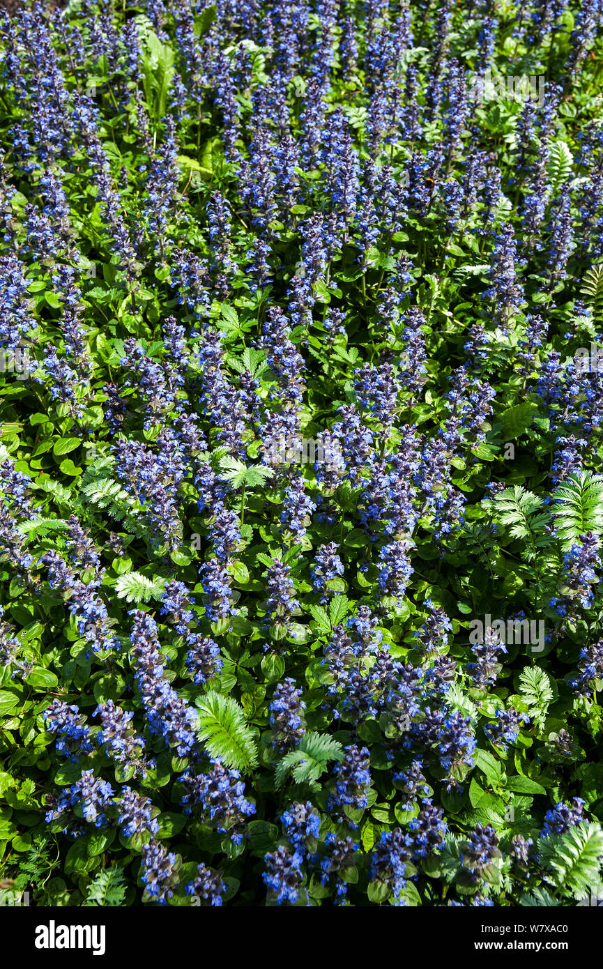 Blue bugle (Ajuga reptans) in flower, Belgium, April. Stock Photo