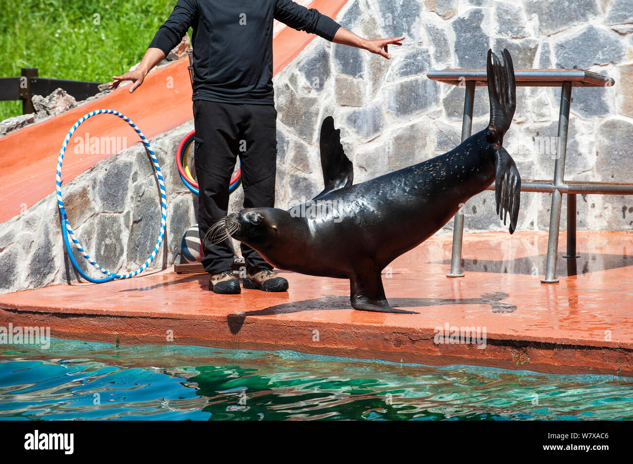 Patagonian sea lion / South American sea lion / Southern sea lion  (Otaria flavescens / Otaria byronia). performing trick, standing on one flipper, Cabarceno Natural Park,, Cantabria, Spain, May 2014. Stock Photo