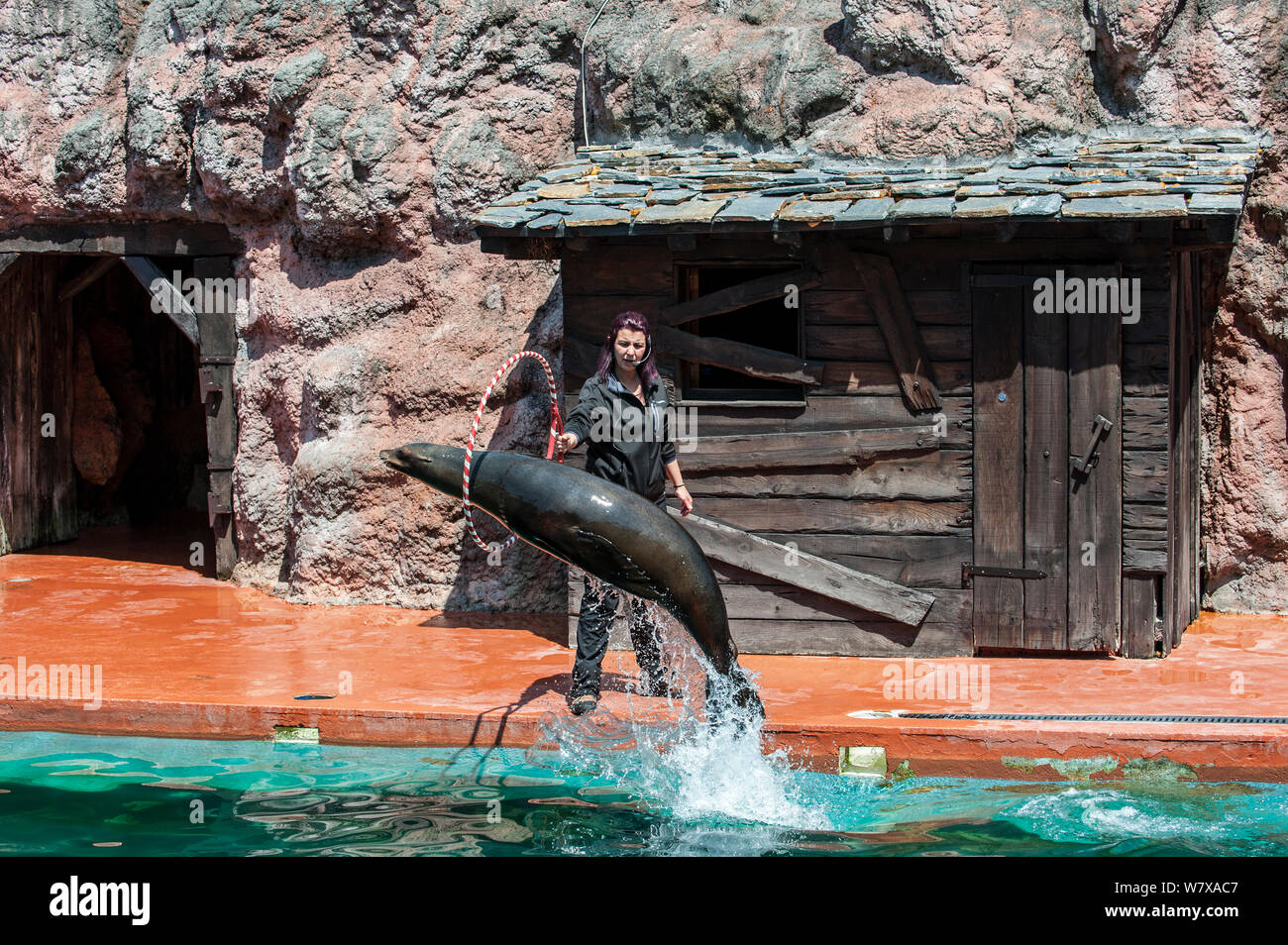 California sea lion (Zalophus californianus) jumping through hoop held by trainer during show, Cabarceno Natural Park, Penagos, Cantabria, Spain, May 2014. Captive, occurs in Canada, Mexico and the United States. Stock Photo