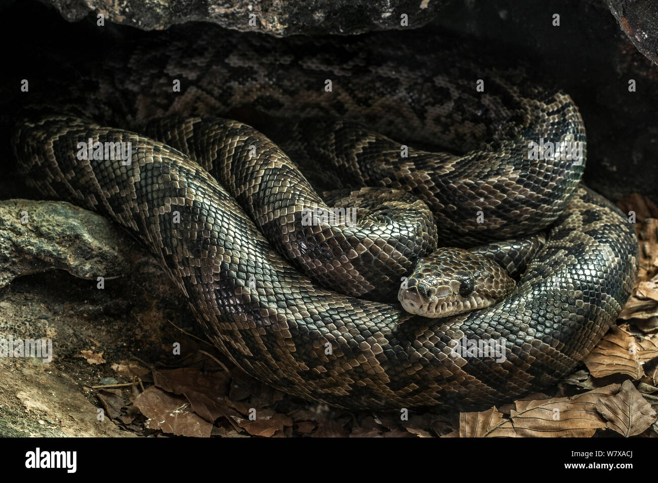 Cuban boa (Epicrates angulifer) resting. Captive, occurs in Cuba and