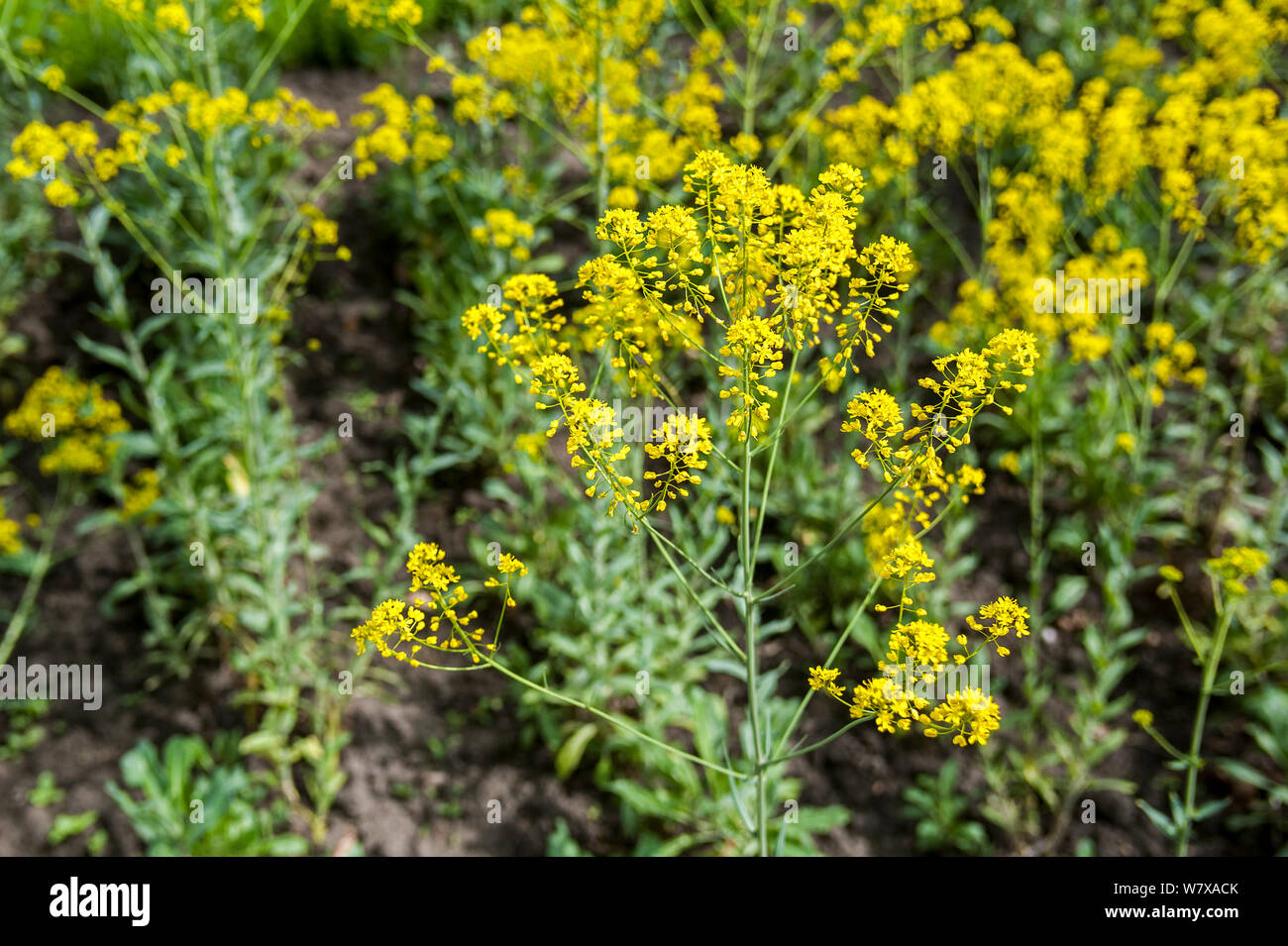 Dyer&#39;s woad / glastum (Isatis tinctoria) in flower, Belgium, April. Stock Photo