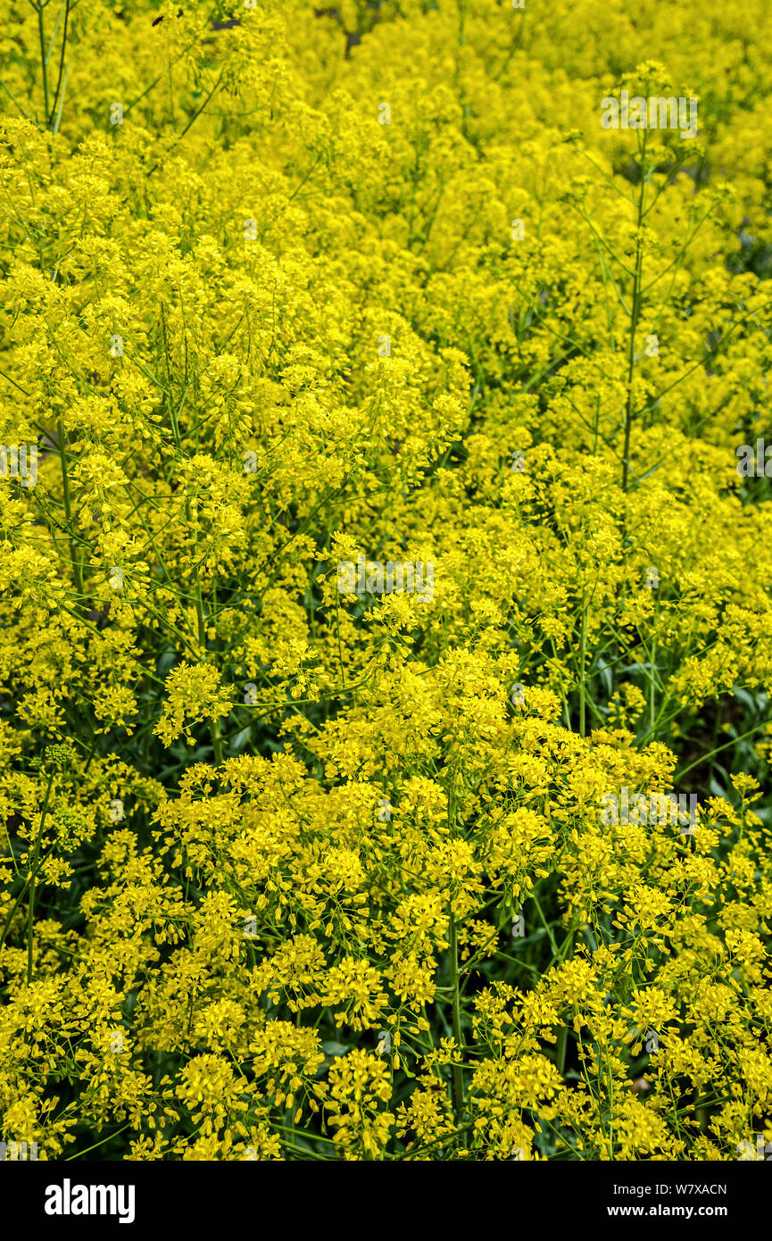 Dyer&#39;s woad / glastum (Isatis tinctoria) in flower, Belgium, April. Stock Photo