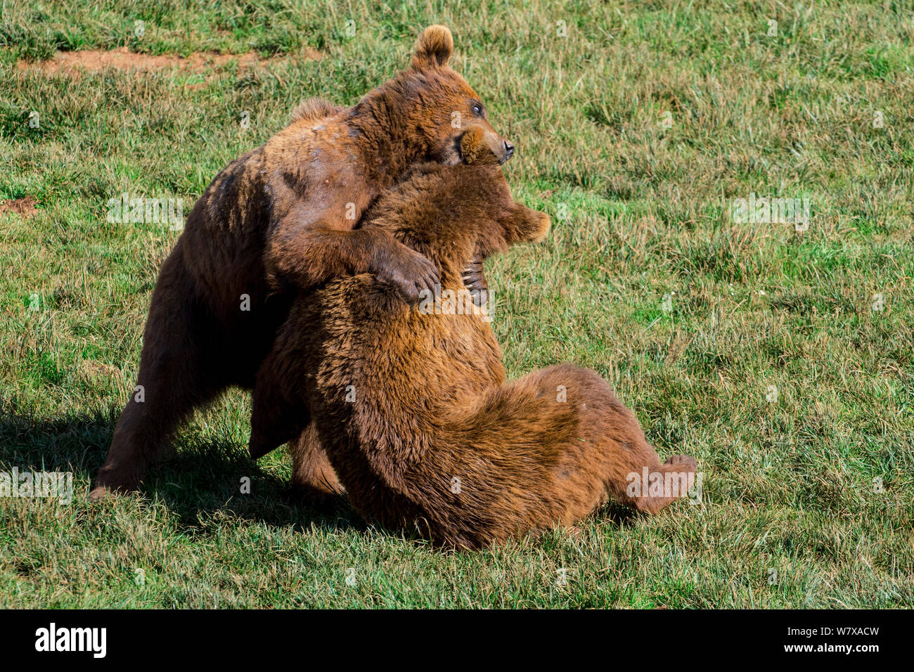 Eurasian brown bears (Ursus arctos arctos) fighting, Cabarceno Park, Cantabria, Spain, May. Captive, occurs in Northern Europe and Russia. Stock Photo