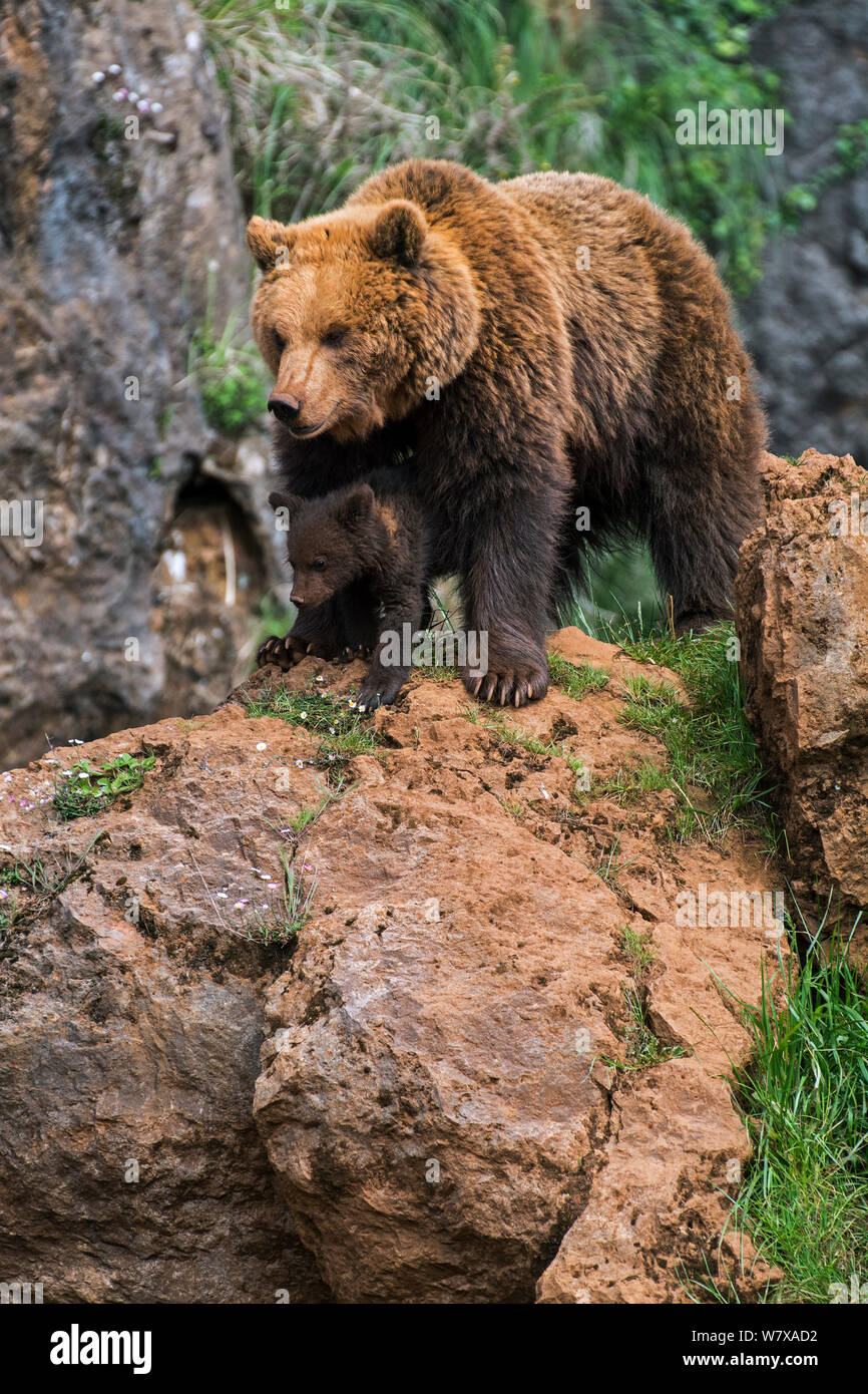 Eurasian brown bear (Ursus arctos arctos) female with cub, Cabarceno Park, Cantabria, Spain, May. Captive, occurs in Northern Europe and Russia. Stock Photo