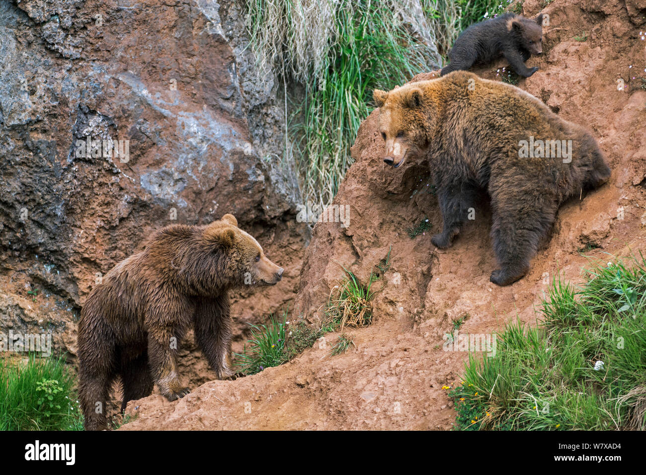 Eurasian brown bear (Ursus arctos arctos) female defending cub from another bear, Cabarceno Park, Cantabria, Spain, May. Captive, occurs in Northern Europe and Russia. Stock Photo
