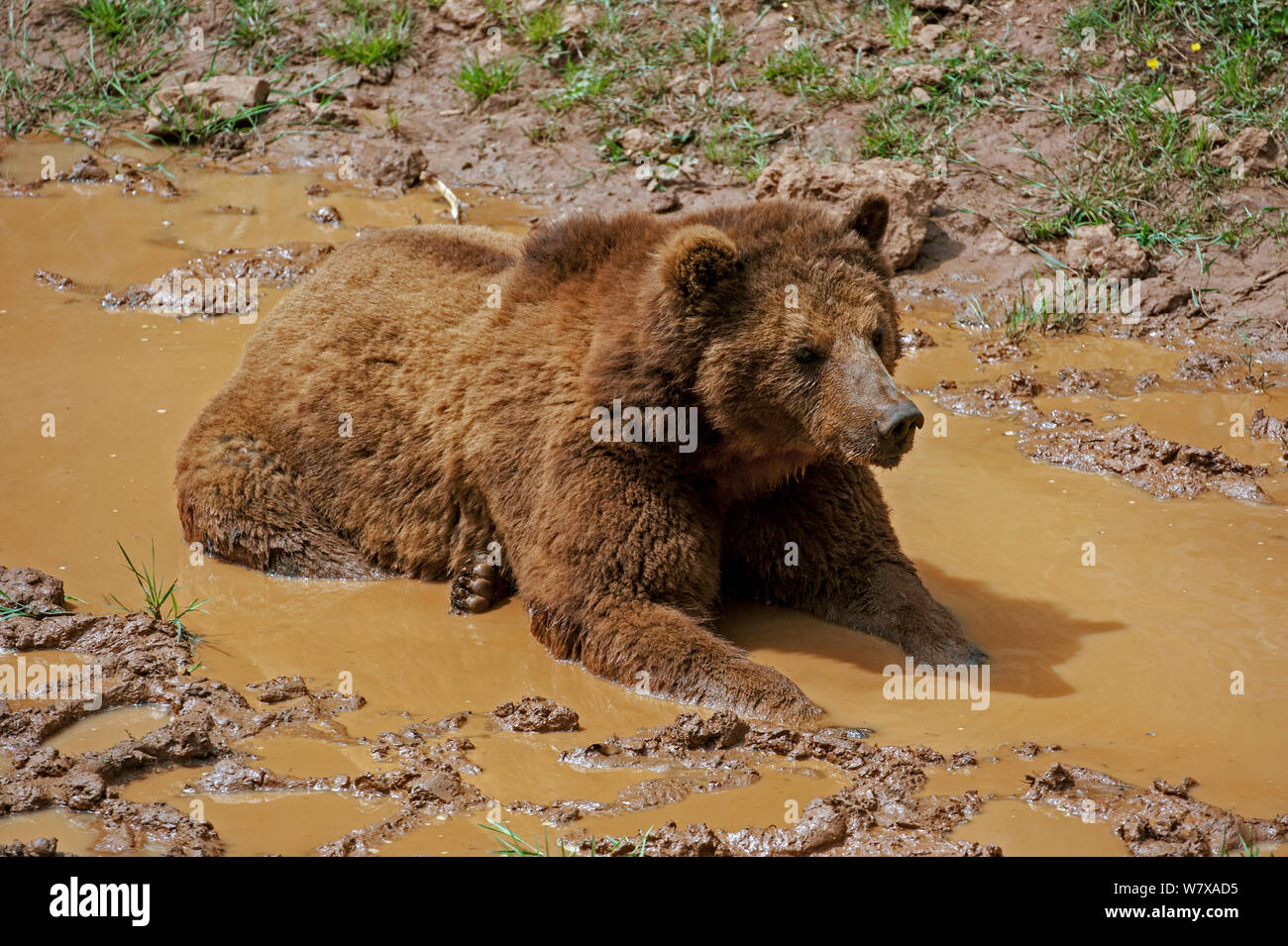 Eurasian brown bear (Ursus arctos arctos) cooling down in mud pool, Cabarceno Park, Cantabria, Spain, May. Captive, occurs in Northern Europe and Russia. Stock Photo