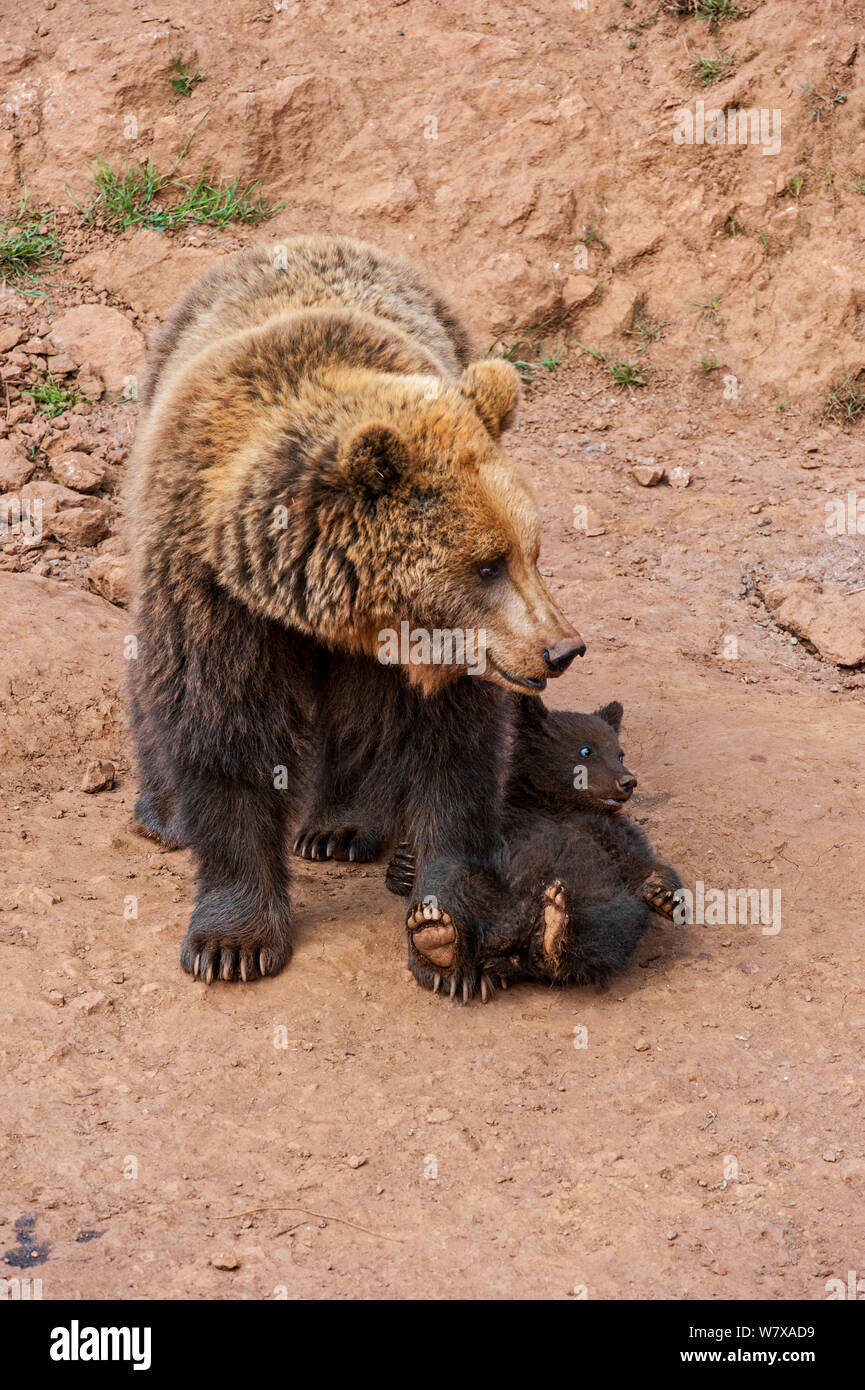 Eurasian brown bear (Ursus arctos arctos) mother with cub, Cabarceno Park, Cantabria, Spain, May. Captive, occurs in Northern Europe and Russia. Stock Photo