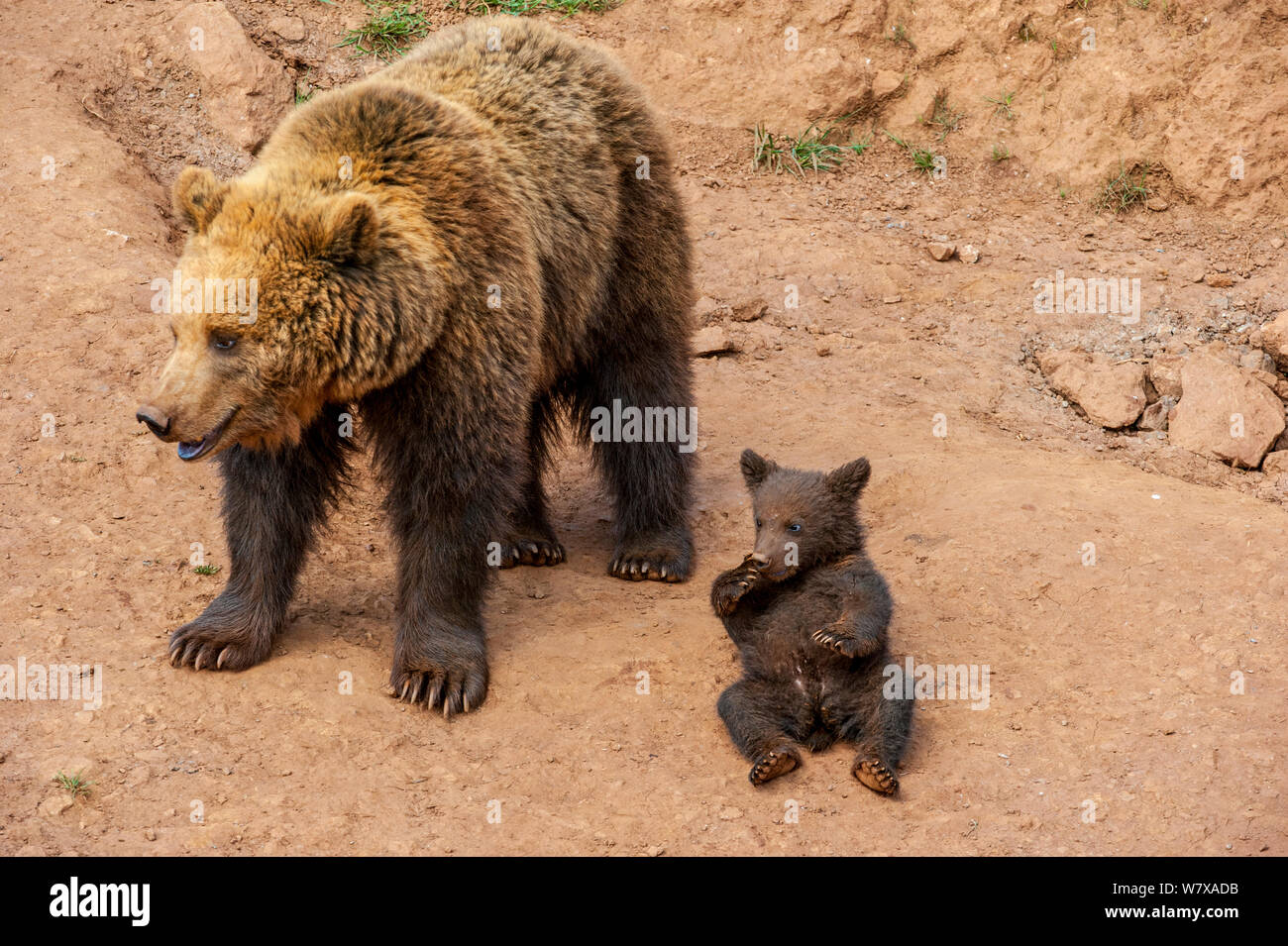 Eurasian brown bear (Ursus arctos arctos) mother with cub, Cabarceno Park, Cantabria, Spain, May. Captive, occurs in Northern Europe and Russia. Stock Photo