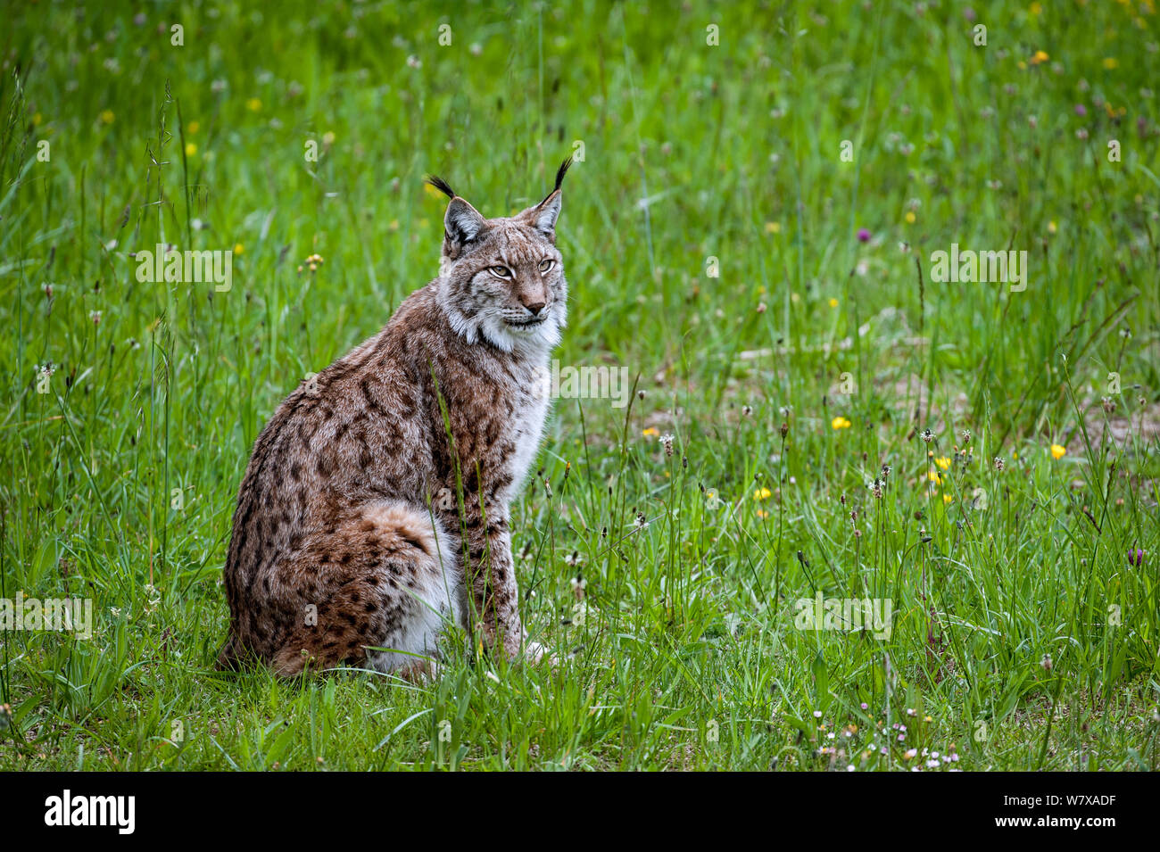 Eurasian lynx (Lynx lynx) sitting, Cabarceno Park, Cantabria, Spain, May. Captive, occurs in Europe, Russia and central Asia. Stock Photo