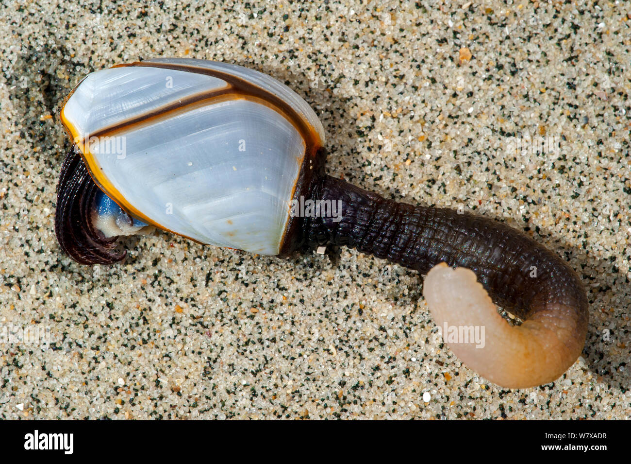 Goose barnacle (Lepas anatifera) washed onto beach, Aquitaine, France, May. Stock Photo