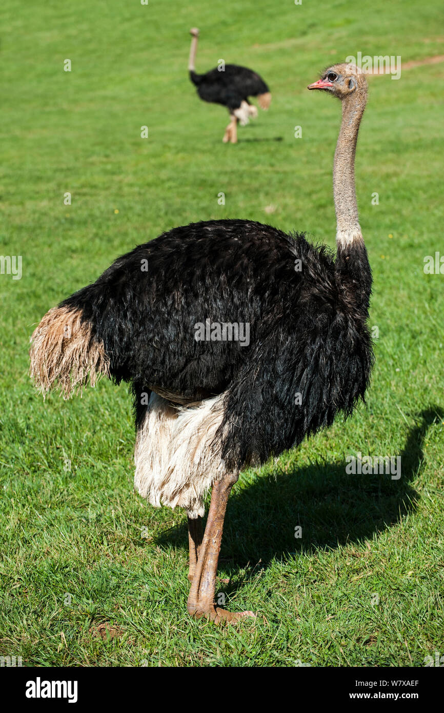 Common ostrich (Struthio camelus) males, Cabarceno Park, Cantabria, Spain. Captive, occurs in Africa. Stock Photo