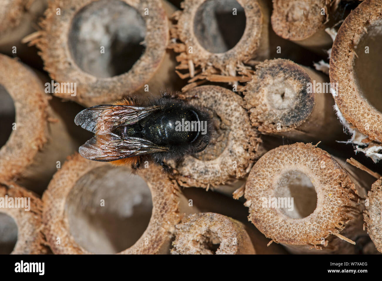 Mason bee / builder bee (Osmia cornuta) at man-made &#39;insect hotel&#39; for solitary bees, sealing nest cavity with mud, Belgium, April. Stock Photo
