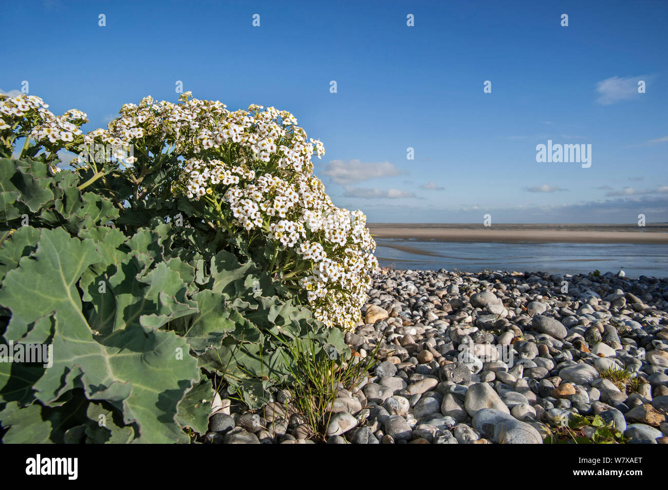Sea kale (Crambe maritima) in flower on pebble beach, Bay of the Somme, Picardy, France. Stock Photo