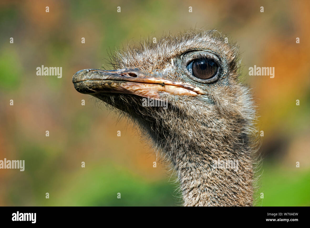 Common ostrich (Struthio camelus) close up of head, Cabarceno Park, Cantabria, Spain. Captive, occurs in Africa. Stock Photo