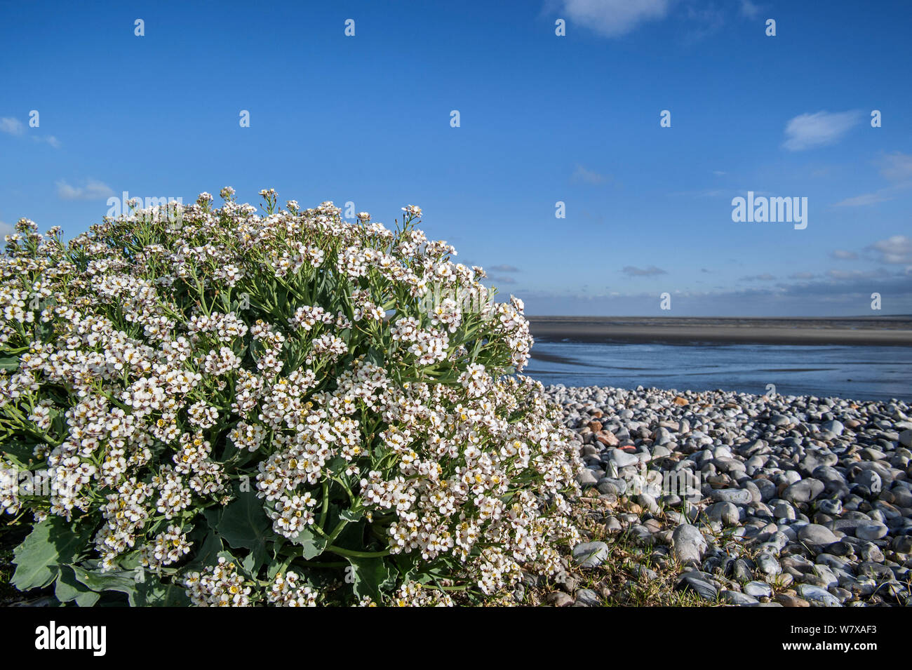 Sea kale (Crambe maritima) in flower on pebble beach, Bay of the Somme, Picardy, France. Stock Photo