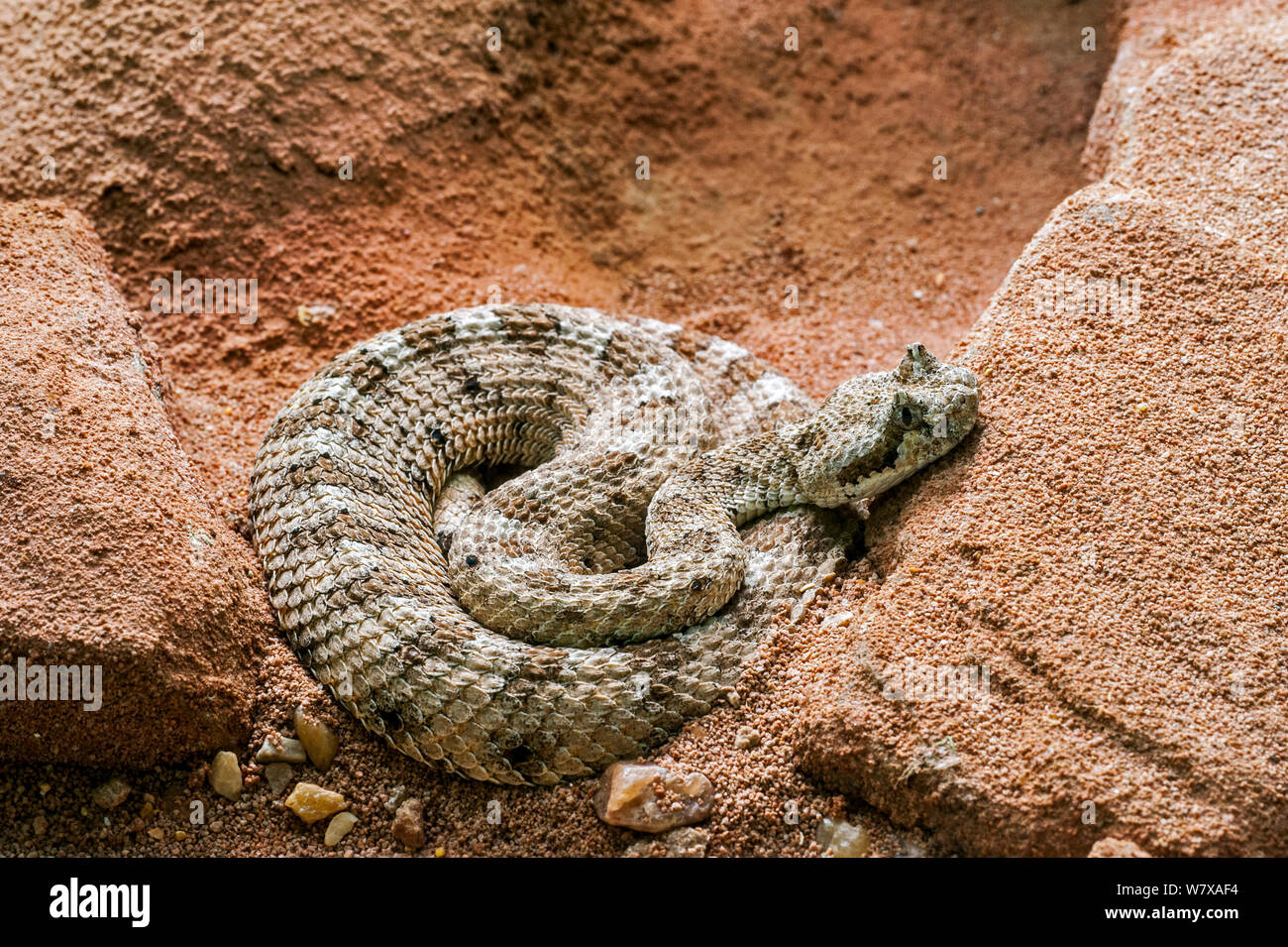 Sidewinder (Crotalus cerastes), venomous species, captive. Occurs in the desert regions of the southwestern United States and northwestern Mexico. Stock Photo