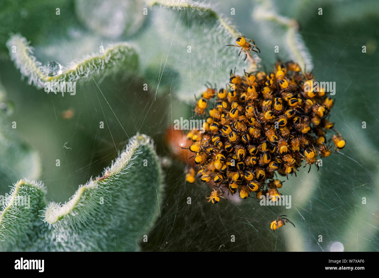 Cluster of European garden spider (Araneus diadematus) spiderlings a few days after hatching, Belgium, April. Stock Photo